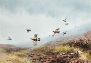 Appraisal: Rodger McPhail British b Scottish Red Grouse on the Moorsigned