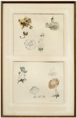 Appraisal: Two B Robinson drawings studies of fungi one signed lower