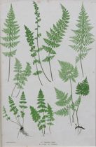 Appraisal: The Brittle Bladder Fern A Cystopteris fragilis B C regia