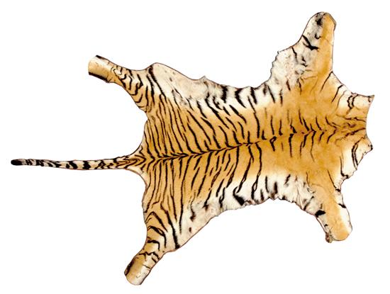 Appraisal: Asian tiger skin rug L W Other Notes Purchasers are