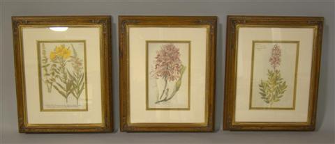 Appraisal: SET OF THREE BOTANICALS Handcolored print x in sight Framed