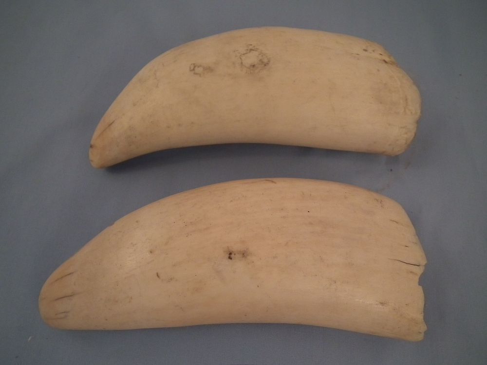 Appraisal: PAIR LARGE WHALE TEETH Pair large antique whale's teeth unadorned