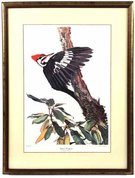 Appraisal: Signed Print by Sallie Middletontitled ''Pileated Woodpecker'' pencil signed and