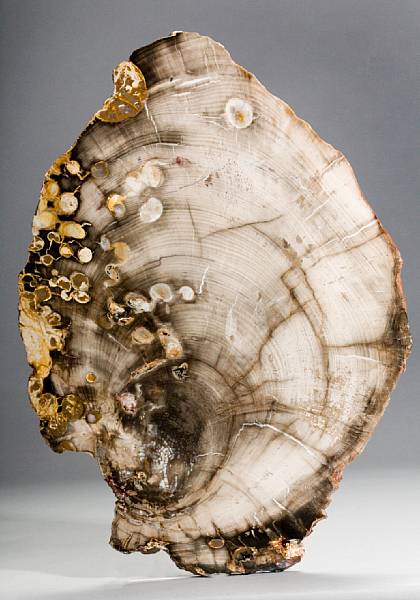 Appraisal: Rare Petrified Wood with Pathology Podocarpus Miocene Coromandel Peninsula New