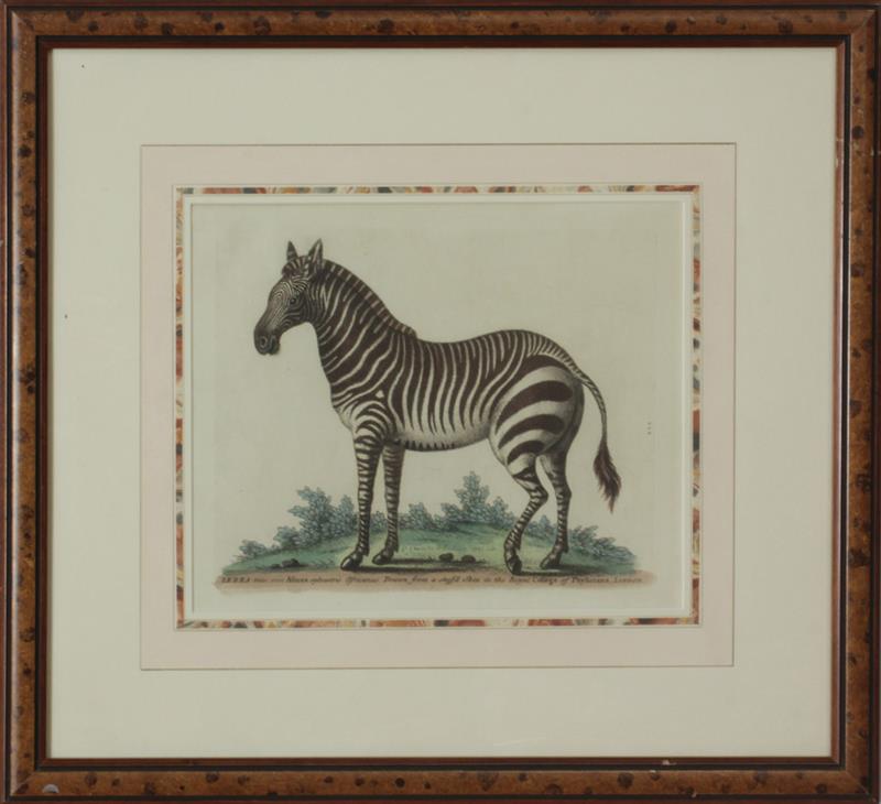 Appraisal: After G Edwards Zebra Femina and Zebra Mas Two engravings