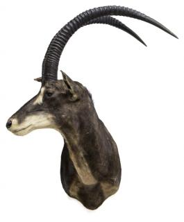 Appraisal: SABLE ANTELOPE TAXIDERMY MOUNT Sable antelope taxidermy mount approx h