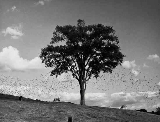 Appraisal: Andr Kert sz - Newtown Connecticut Gelatin silver print printed