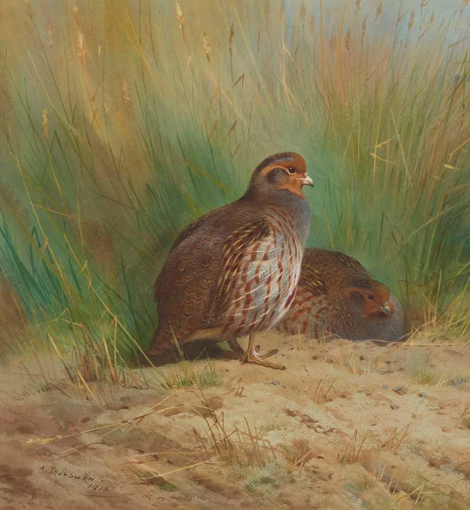 Appraisal: ARCHIBALD THORBURN SCOTTISH - PARTRIDGE Signed and dated watercolour cm