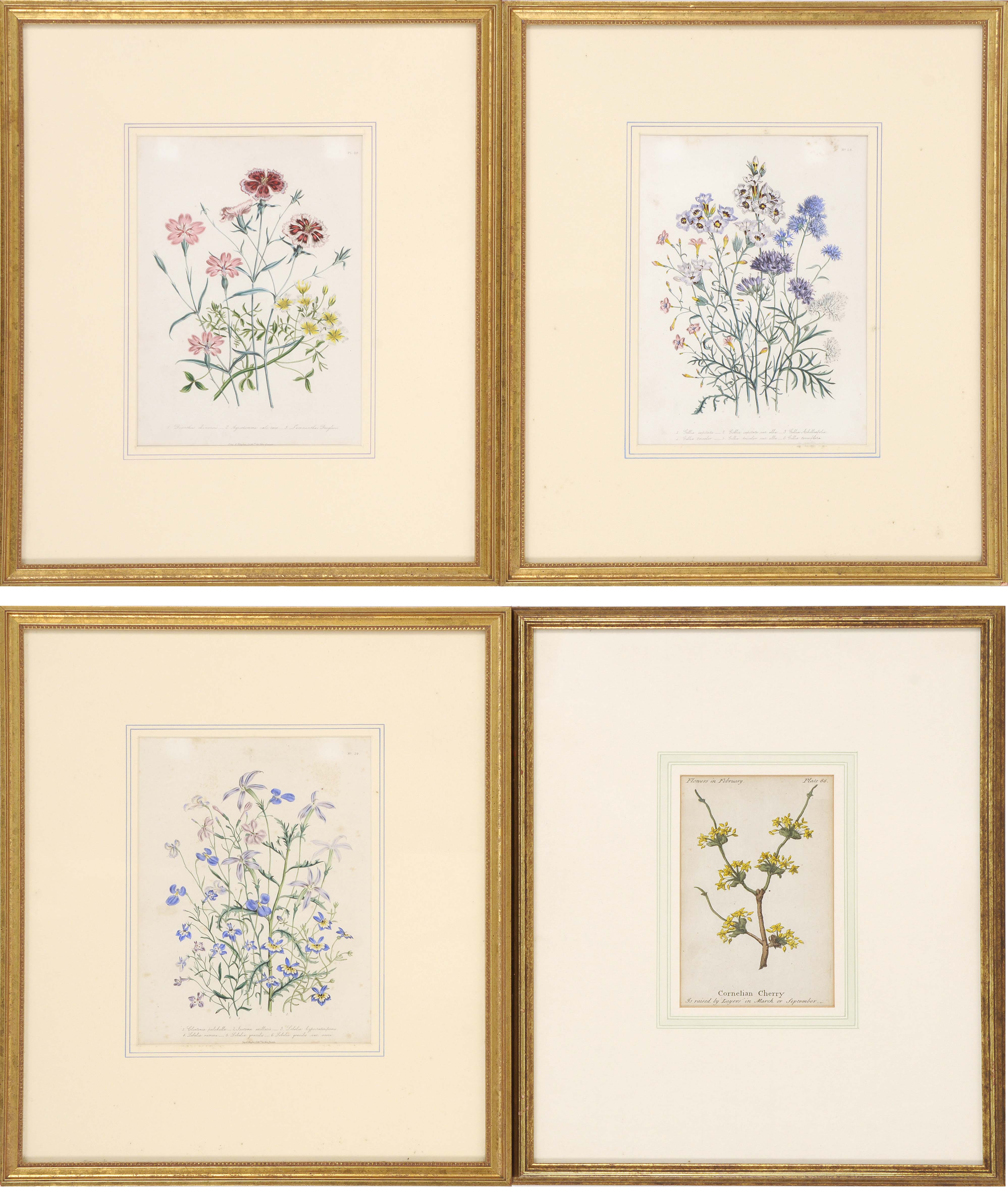 Appraisal: FOUR HAND-COLORED BOTANICAL ILLUSTRATIONS Three lithographs from The Ladies' Flower-Garden