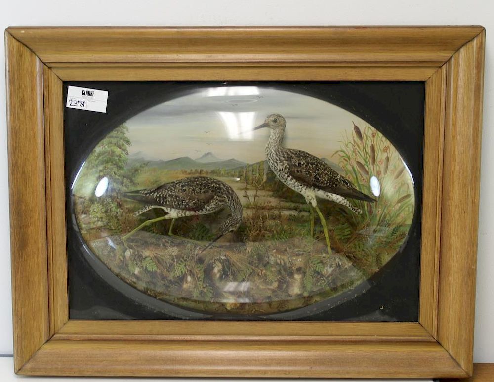 Appraisal: Antique Framed Bird Diorama With Bubble Glass From a Queens