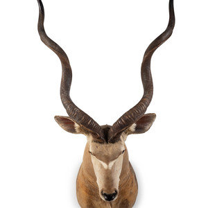 Appraisal: A Shoulder Mount Taxidermy Greater Kudu Height inches