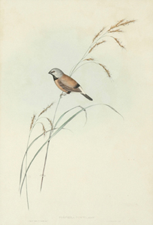 Appraisal: John Gould - and Henry Richter - Poephila Cincta Banded