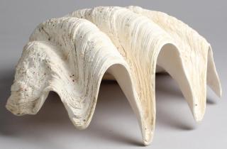 Appraisal: Large Giant Clam Seashell H X W X D