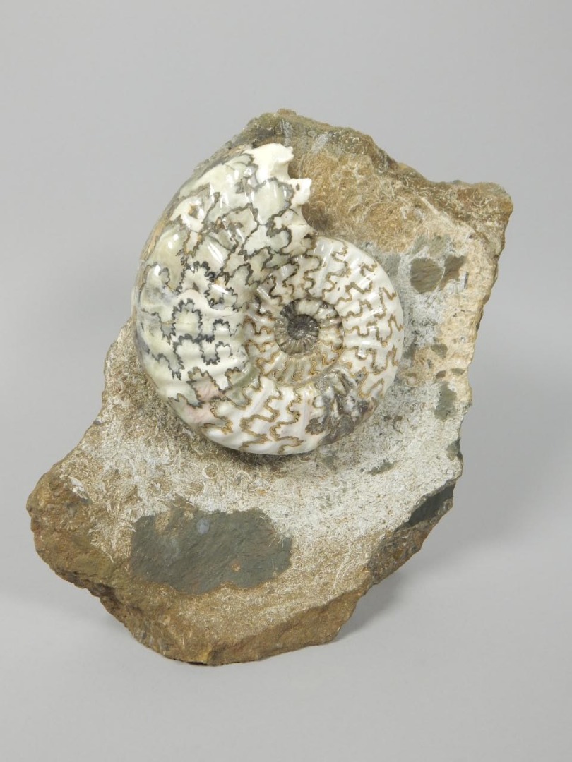 Appraisal: A polished fossilized ammonite cm high cm wide