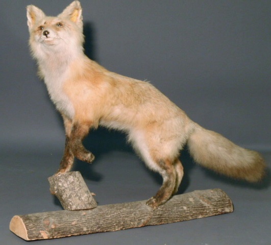 Appraisal: Mounted fox taxidermy h x l