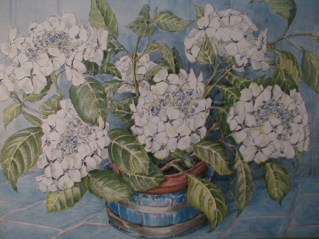 Appraisal: Ray Lawson The Blue Hydrangea Lace Cap Watercolour over pencil