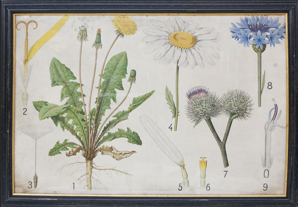 Appraisal: th c Botanical Specimens Framed Chromolithograph th Century Botanical Specimens