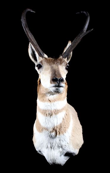 Appraisal: Trophy Montana Pronghorn Taxidermy Shoulder Mount Provided for your consideration