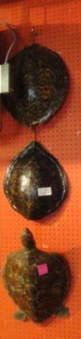 Appraisal: Turtle Shells From a NYC estate Dimensions h h h