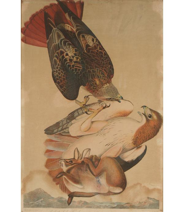 Appraisal: After John James Audubon American - Red-Tailed Hawk chromolithograph by