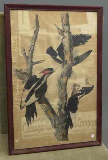 Appraisal: Early Audubon bird study print ''Ivory billed Woodpecker'' Visible watermark