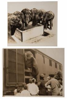 Appraisal: Group of Eight Vintage Elephant Photographs A collection of eight