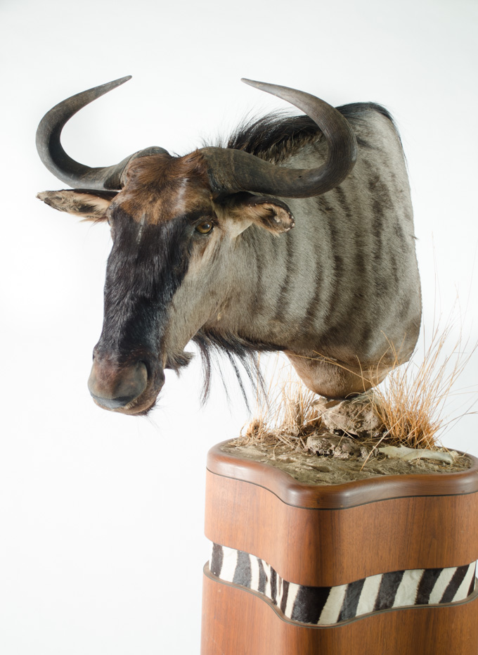 Appraisal: BLUE WILDEBEEST TAXIDERMY MOUNT ON CUSTOM PEDESTAL an African blue