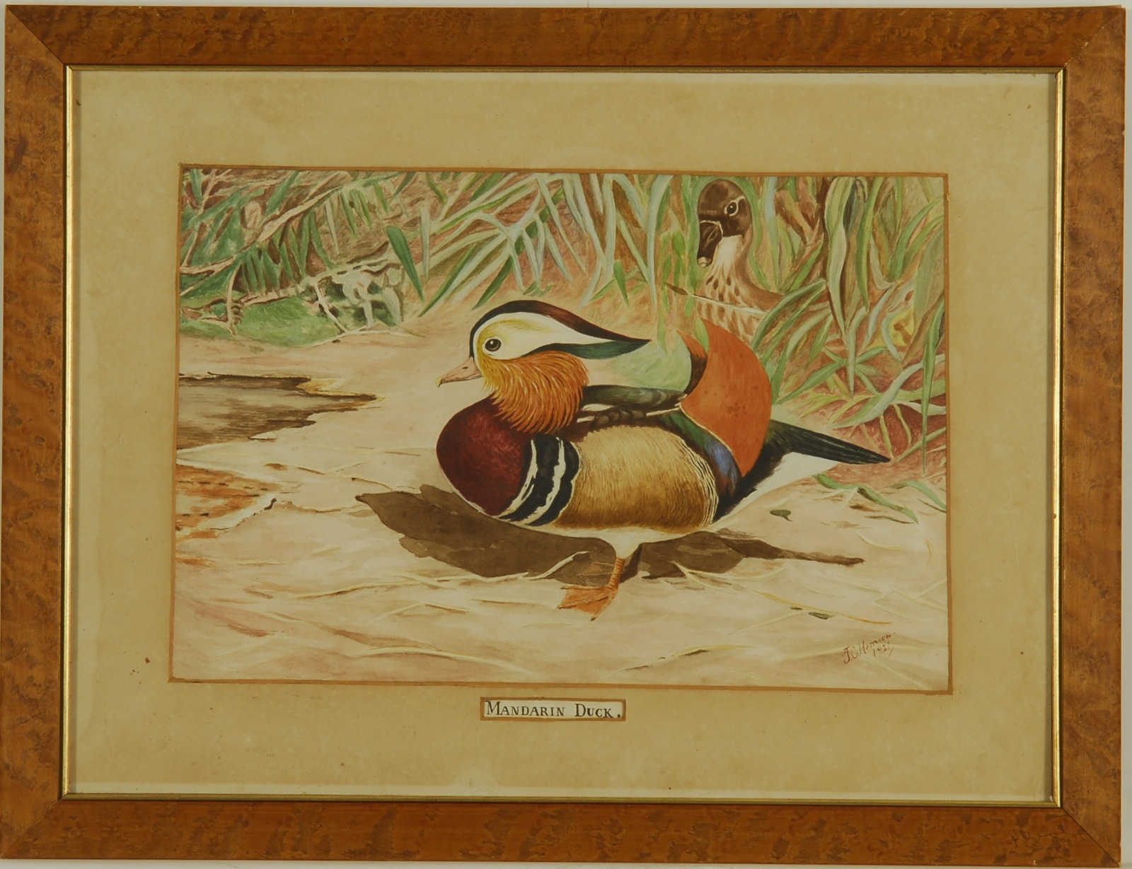 Appraisal: JOHN CYRIL HARRISONEnglish - Mandarin Duck Signed lower right J