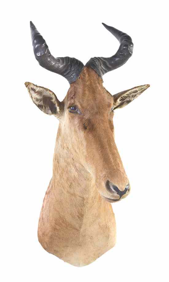 Appraisal: A Taxidermy Tsessebe Shoulder Mount Height inches