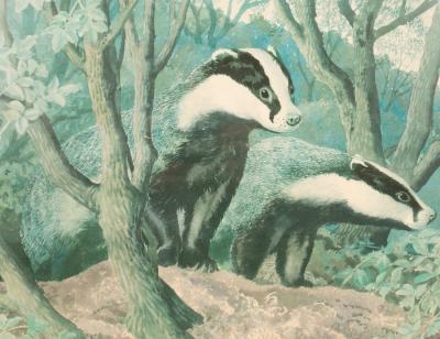 Appraisal: C F Tunnicliffe - Badger in Woodland signed in pencil