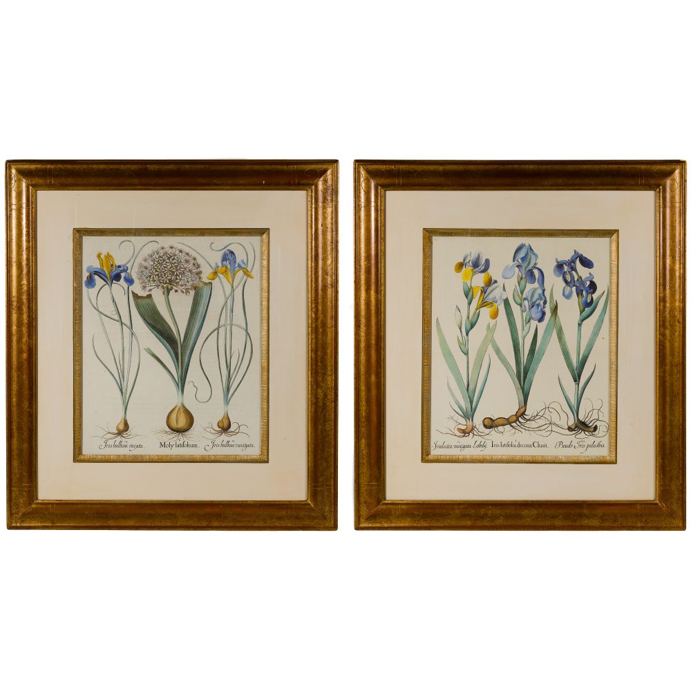 Appraisal: BOTANICAL OFFSET LITHOGRAPHS prints each depicting various rooted plants as