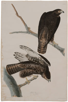 Appraisal: After John James Audubon New York - Black Warrior Plate