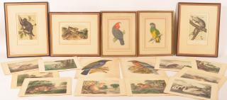 Appraisal: Color Lithographs of Birds and Mammals Eighteen th Century Colored