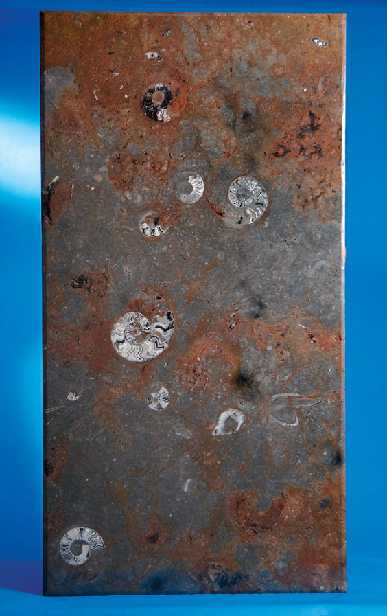 Appraisal: IMPRESSIVE AMMONITE TABLE TOP - COMPLETELY NATURAL Sahara Desert Morocco