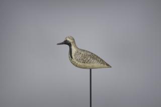 Appraisal: Black-Bellied Plover in Eclipse Plumage Harry V Shourds - Tuckerton