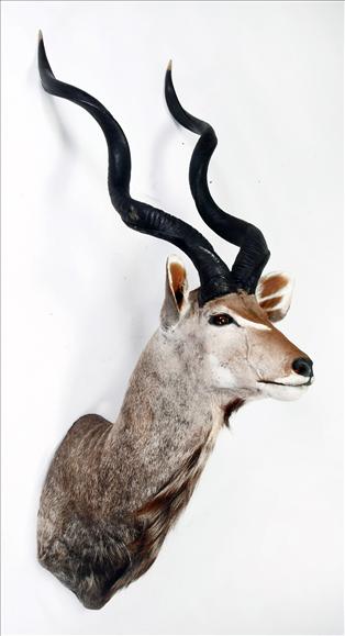 Appraisal: A shoulder-mount of a kudu cm high see illustration on