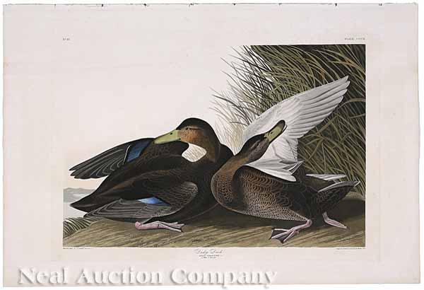 Appraisal: After John James Audubon American - Dusky Duck No Plate