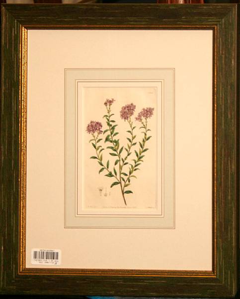 Appraisal: A set of eight framed English botanical prints dimensions x