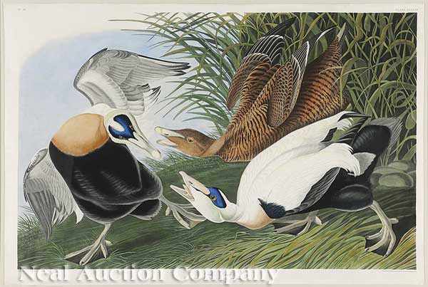 Appraisal: John James Audubon American - Eider Duck Plate CCXLVI from