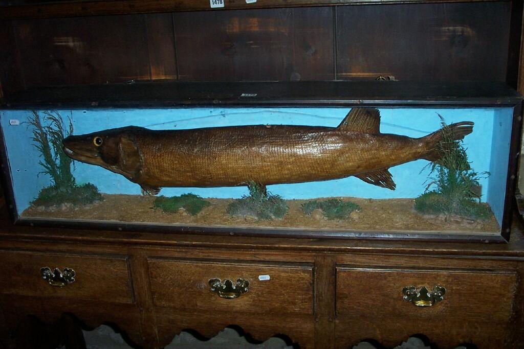 Appraisal: A large stuffed and mounted pike in a naturalistic setting