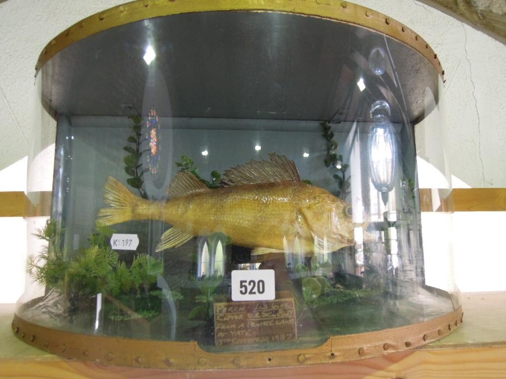 Appraisal: A fish trophy of a perch with a plaque dating