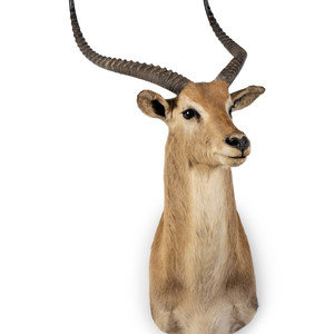 Appraisal: A Shoulder Mount Taxidermy Lechwe Height inches