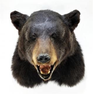 Appraisal: Taxidermy Black Bear Hunting Trophy Mount NORTH AMERICA TH CENTURY