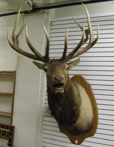 Appraisal: MONUMENTAL TROPHY BULL ELK OR WAPITI Cervus canadensis head mount