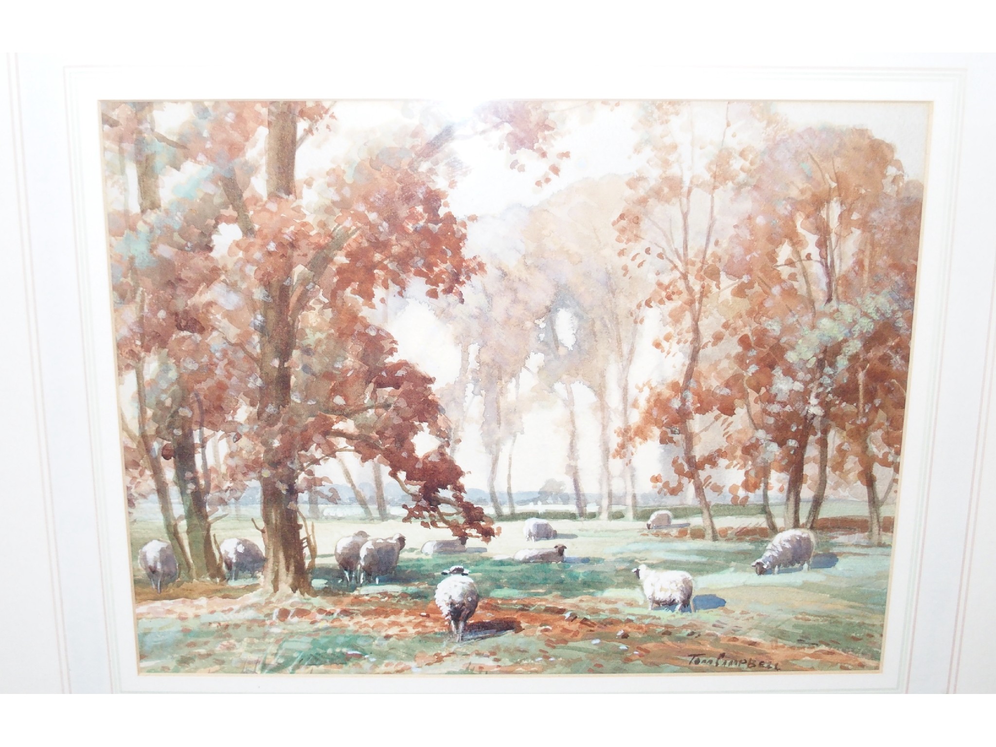 Appraisal: TOM CAMPBELL Sheep in a landscape signed watercolour with white