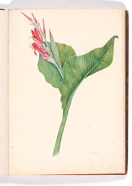 Appraisal: BOOK OF ORIGINAL BOTANICAL WATERCOLORS AFTER H W BURGESS ca