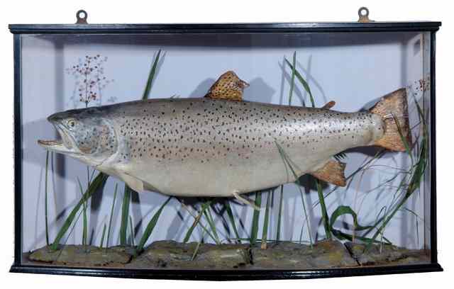 Appraisal: A PRESERVED BROWN TROUT displayed in a bow fronted glazed