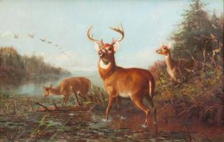 Appraisal: Arthur Fitzwilliam Tait Deer signed and dated A F Tait