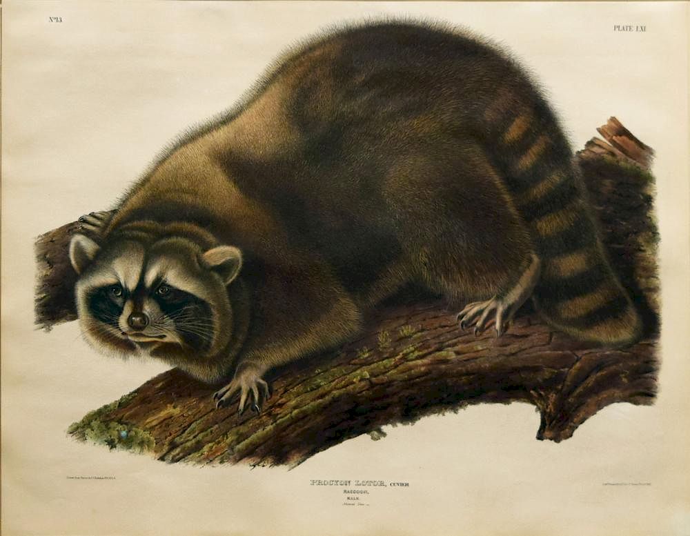 Appraisal: Audubon Quadrupeds Imperial Folio Raccoon Raccoon Plate John James Audubon