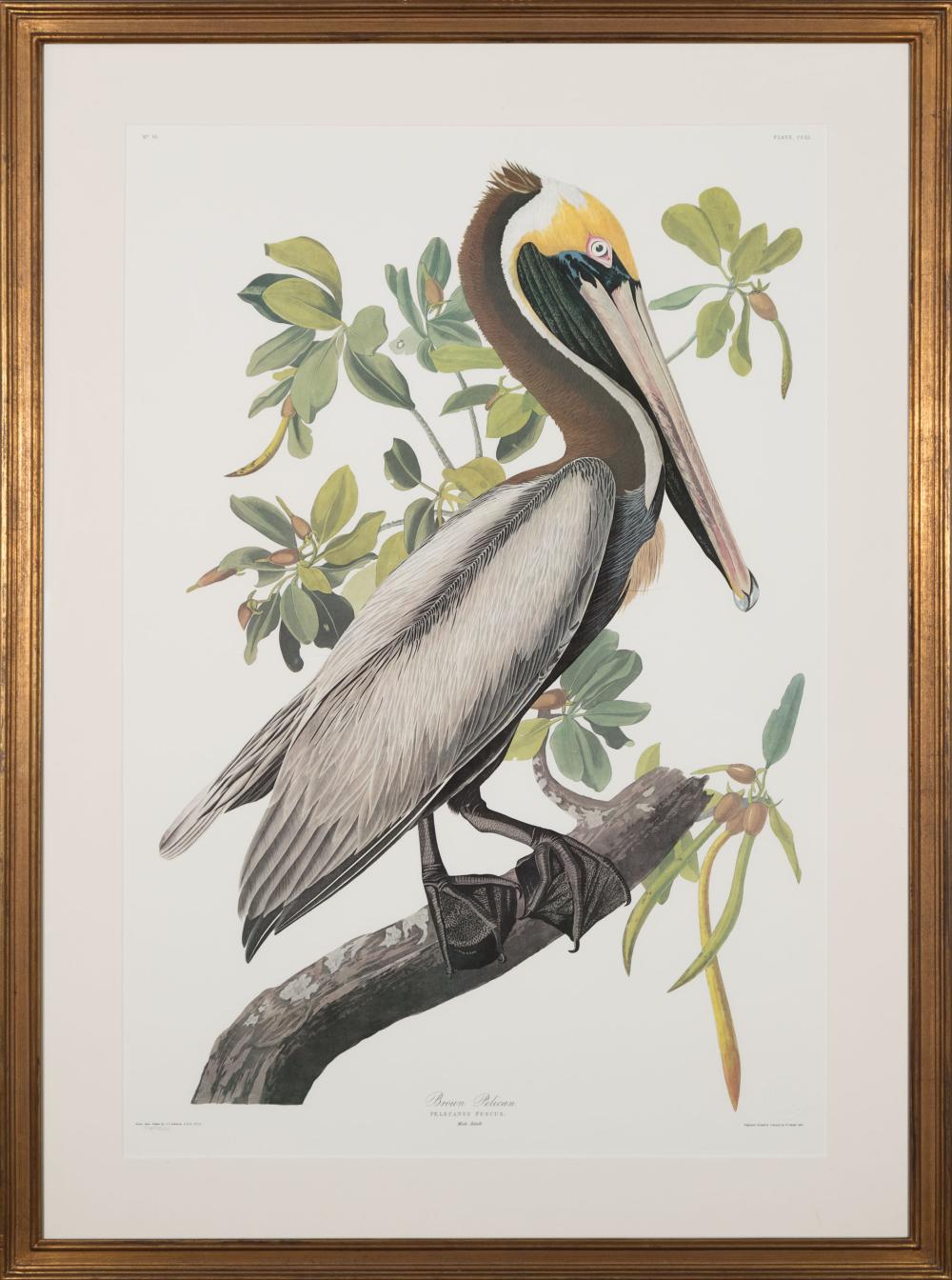 Appraisal: After John James Audubon American - Brown Pelican Plate offset